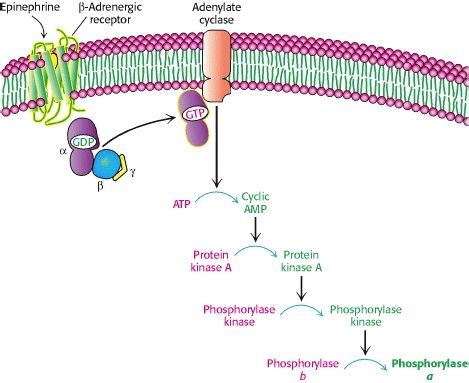 Diagram The Epinephrine Signaling Pathway