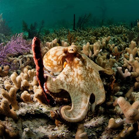 Adopt a Atlantic Octopus | St. Augustine Aquarium