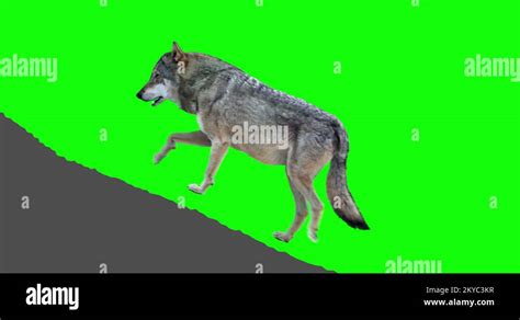 Gray wolf howling Stock Videos & Footage - HD and 4K Video Clips - Alamy