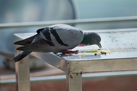 What Do Pigeons Eat - Pigeon Food Guide - NE Pigeon Supplies