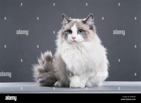 Ragdoll cat on grey Stock Photo - Alamy