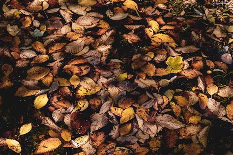 Leaves Autumn Fallen - Free photo on Pixabay - Pixabay