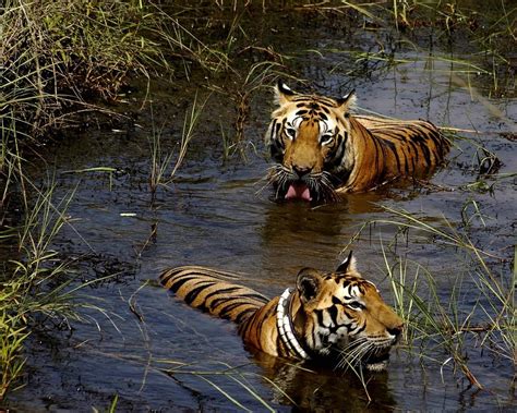 VISIT INDIA: Jim Corbett National Park, Uttarakhand, INDIA