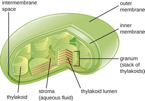 Unique Characteristics of Eukaryotic Cells | Microbiology | | Course Hero