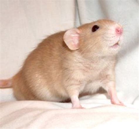 Now That's a Rat of a Different Color: Fancy Rat Varieties | PetHelpful