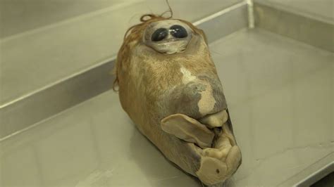 Real or fake? See the cyclops horse HEAD baffling scientists at top university - Irish Mirror Online