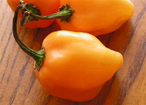 Having Fun in the Kitchen!: Meet the Cutest Habanero Orange Pepper