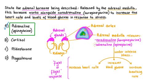 Question Video: Identifying the Action of Adrenaline in the Body | Nagwa