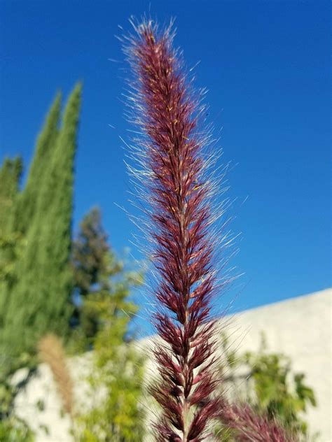 Red Fountain Grass – Sunnyvale-Garden