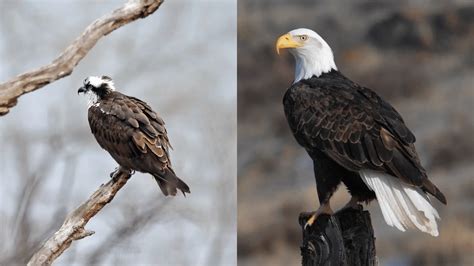 Osprey Vs. Eagle – Key Differences – Bird Watching Journal