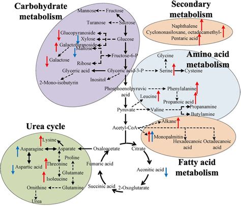 metabolic pathways summary - Google Search | Biological chemistry, Biochemistry, Science biology