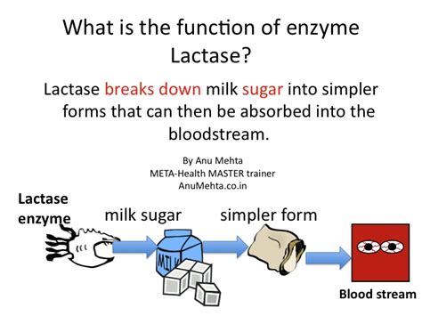 What is the function of enzyme Lactase? | Dr Anu Mehta