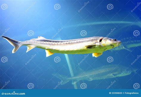 Beluga sturgeon fish stock image. Image of green, animal - 22204655