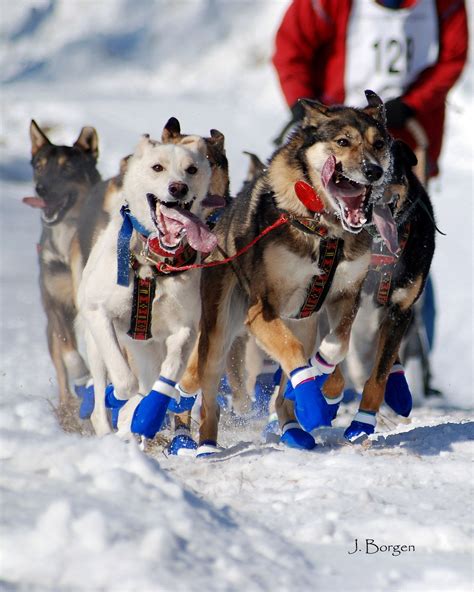 Sled Dogs: Look at the joy they take in their job... many dog breeds are never happier than when ...