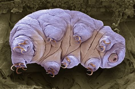 10 Facts About Tardigrades