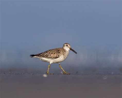 Alibag Birding - Jungle Buddies