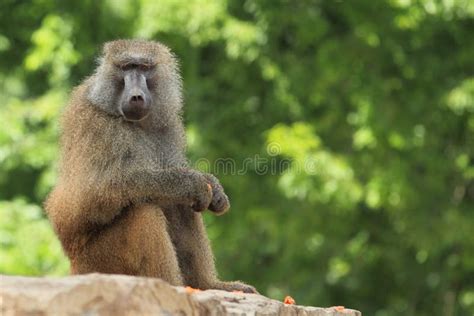 Yellow baboon stock photo. Image of mother, offspring - 18387556