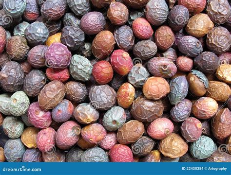 Pistacia atlantica stock photo. Image of color, grain - 22430354