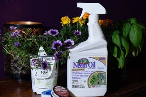 Does Neem Oil Work To Get Rid of Aphids? - A-Z Animals