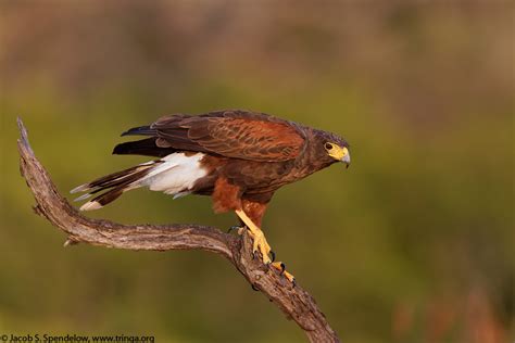 Harris's Hawk 10