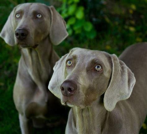 What Dog Breed is Nicknamed the Grey Ghost? - Dog Discoveries