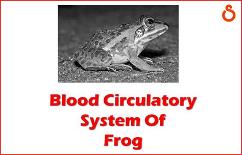 Blood Circulatory System of Frog | Diagram - Swarborno