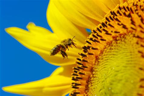 Sunflower pollen may protect bees from deadly diseases - Genetic Literacy Project