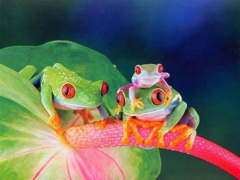 🔥 [140+] Cute Frog Wallpapers | WallpaperSafari