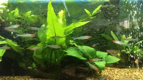 How to Make Aquarium Plants Thrive: A Complete Guide for Beginners