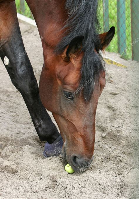 Picture: horse eating apple | Horse eats an apple — Stock Photo ...