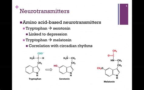 138-Synthesis of Neurotransmitters - YouTube