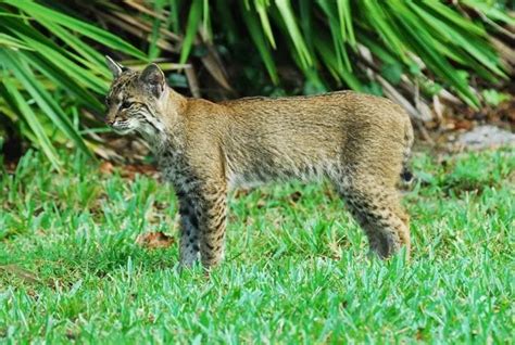 Young Florida Bobcat | Wildlife and Nature Photographers Forum | Nature ...