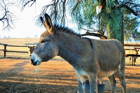 Andhra police rescue 36 donkeys, seize over 500 kg donkey meat