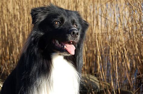 Black Bi Australian Shepherd | Aussie dogs, Australian sheep dogs ...