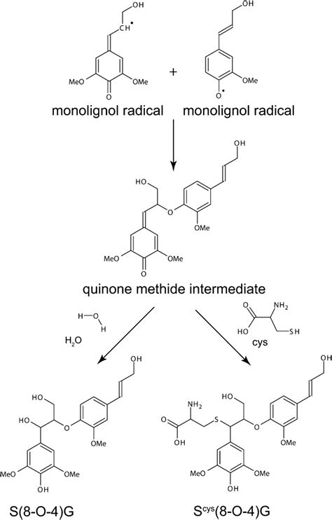 Cysteine-Dilignol Adduct Formation. Proposed mechanism for the... | Download Scientific Diagram