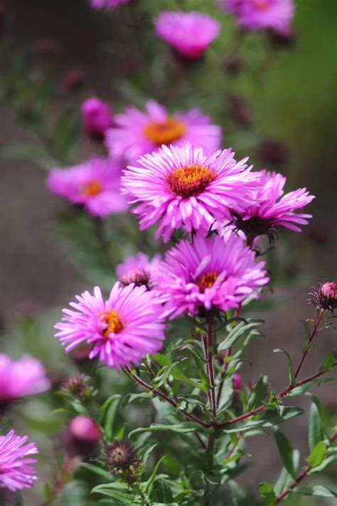 Growing Pink Asters: What Are Some Common Pink Aster Varieties