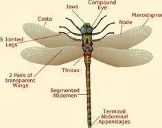 The 3 main body parts of a Dragonfly with their 3 pairs of legs & 2 pairs of wings | LOVE my ...