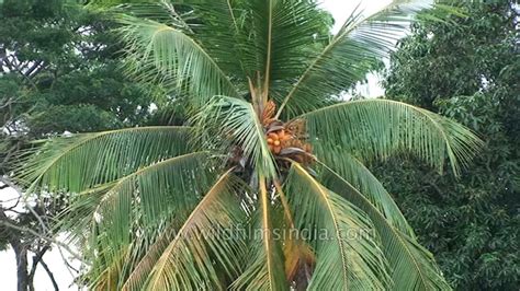 Top view of coconut tree and village in Andaman & Nicobar Islands - YouTube