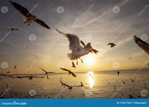 Flock of Sea Gull Flying Against Beautiful Sunset Sky Stock Image - Image of seagull, feeding ...