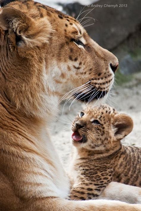 Miracle tigon/liger's baby