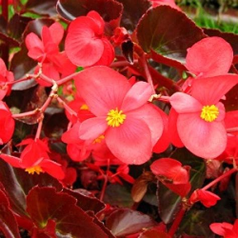 Buy Begonia red plant online at cheap price on plantsguru.com