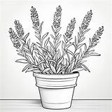 Premium AI Image  Simple And Classic Lavender Drawing For Coloring sketch template