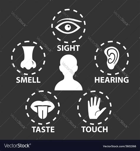 5 senses Royalty Free Vector Image - VectorStock