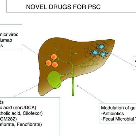 [PDF] Multiple therapeutic targets in rare cholestatic liver diseases: Time to redefine ...