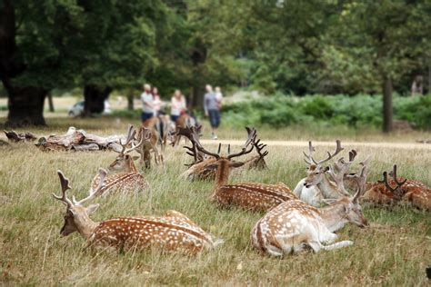 Richmond and Richmond Park Free Walking Tour | Wonders of London