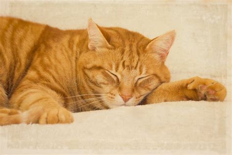 Orange tabby cat sleeping stock image. Image of creature - 36998615