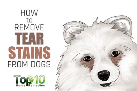 How to Remove Your Dog’s Tear Stains | Top 10 Home Remedies