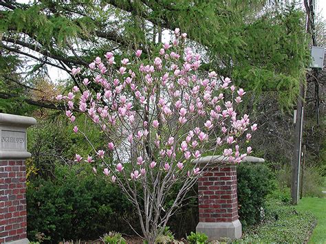 Saucer Magnolia (tree form) (Magnolia x soulangeana '(tree form)') in Issaquah Seattle Bellevue ...