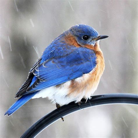 How to Attract Winter Birds: The 20 Best Ways to Attract Birds in Winter