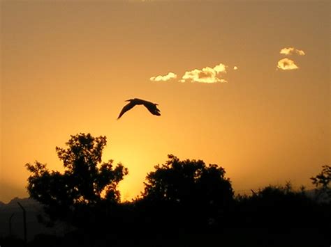 Blue Heron At Sunset Free Photo Download | FreeImages